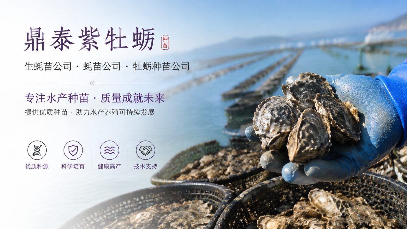 黔南布依族苗族自治州为南北养殖场提供三倍体生蚝苗方案